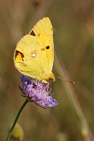 Colias croceus (1)